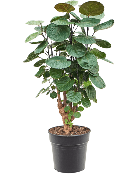 Aralia