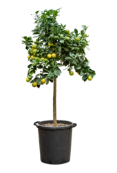 Cytrus (Citrofortunella) Kumquat Obovato