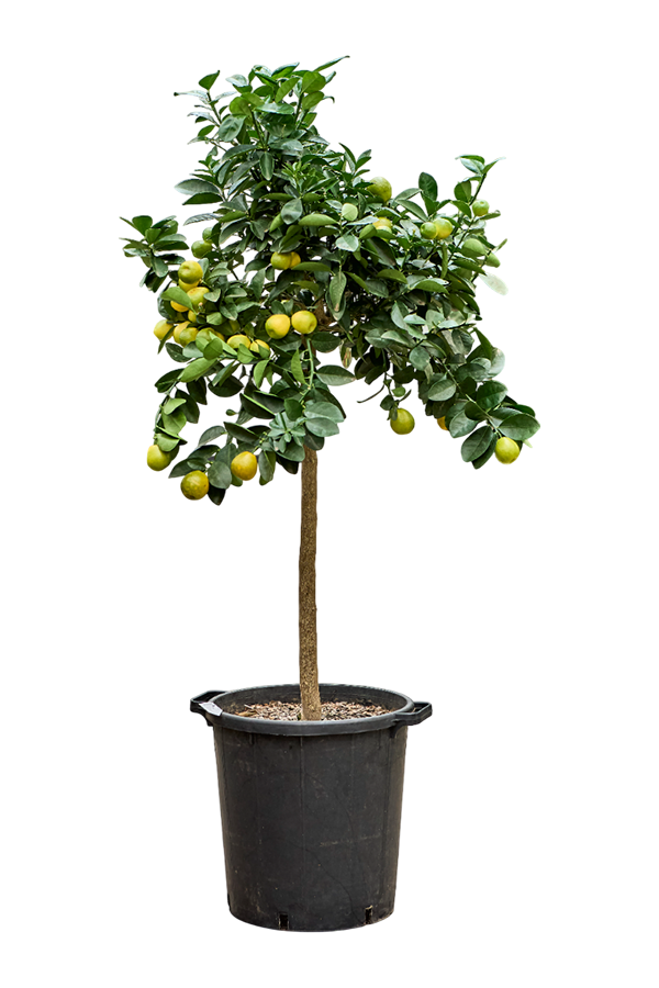 Cytrus (Citrofortunella) Kumquat Obovato