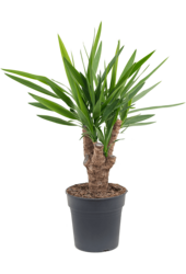 Yucca Elephantipes