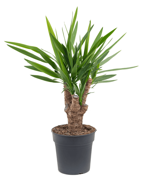 Yucca