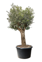 Olea Europaea (240-300)