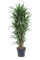 Dracena Deremensis Warneckei