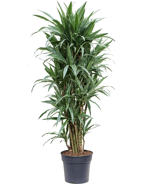 Dracena