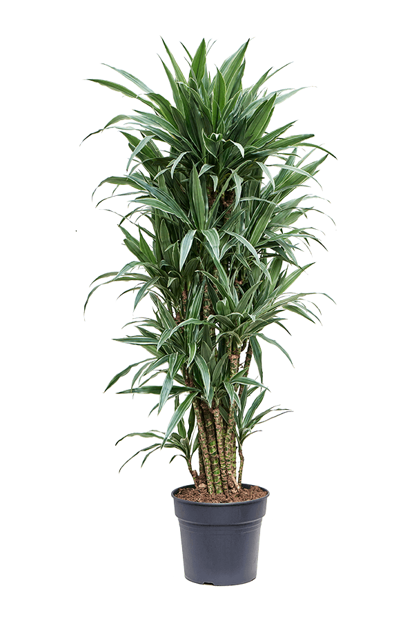 Dracena Deremensis Warneckei