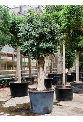 Ficus Rubiginosa Australis