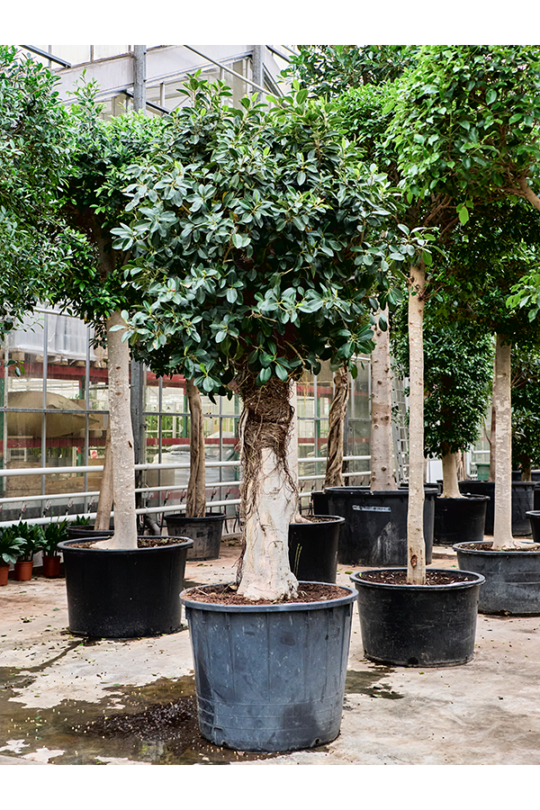 Ficus Rubiginosa Australis