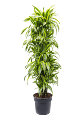 Dracaena Fragrans Lemon Lime