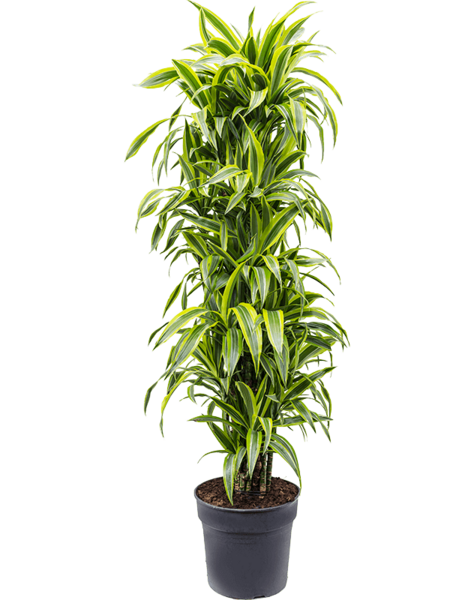 Dracaena