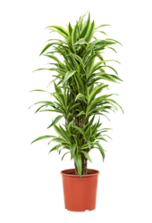 Dracena Fragrans Lemon Lime