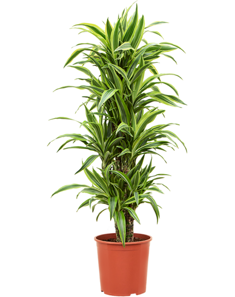 Dracena