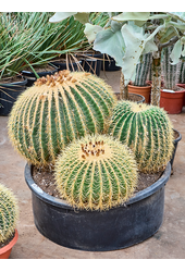 Echinocactus Grusonii
