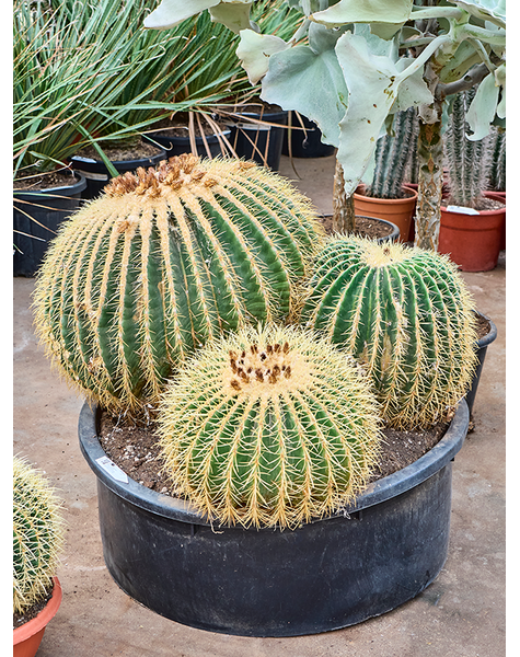 Echinocactus