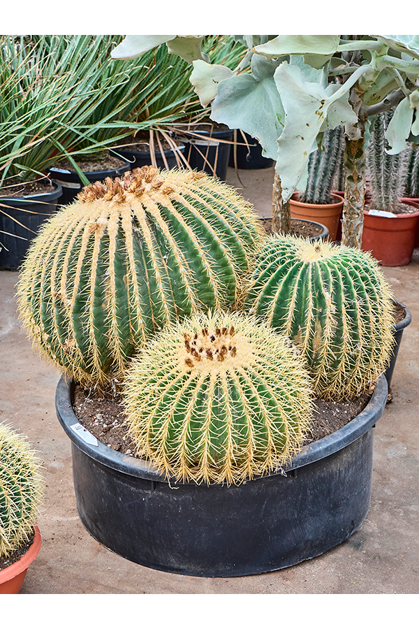 Echinocactus Grusonii