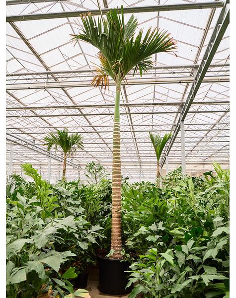 Areca