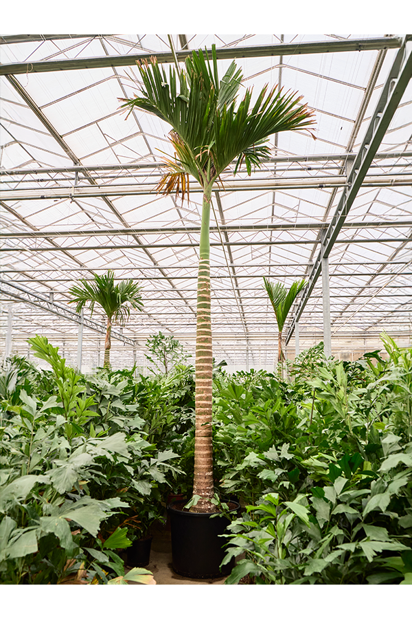 Areca Catechu Dwarf (550-580)