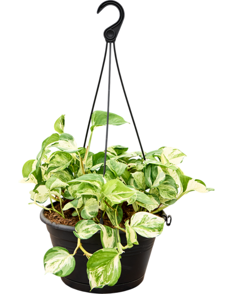 Scindapsus
