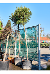 Pistacia Lentiscus (420-450)