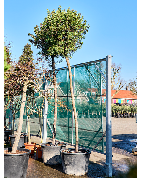 Pistacia
