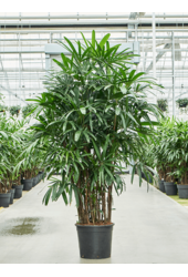 Rhapis Excelsa