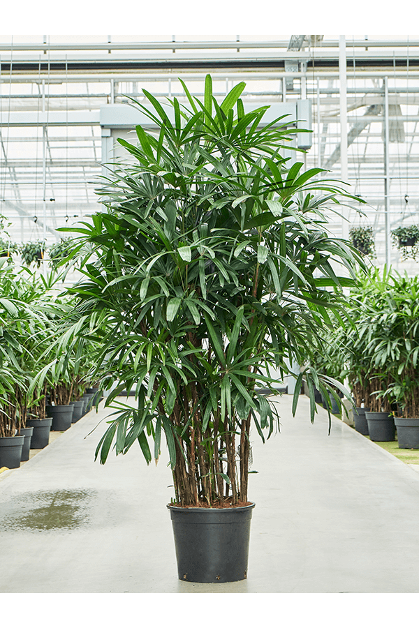 Rhapis Excelsa