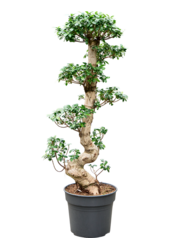 Ficus Microcarpa Compacta