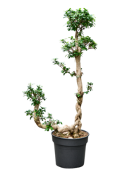 Ficus Microcarpa Compacta