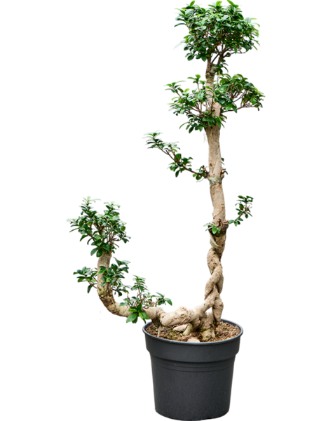 Ficus
