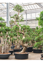 Ficus Microcarpa Compacta