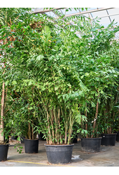 Caryota Mitis