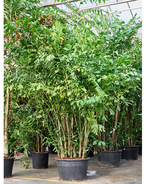 Caryota