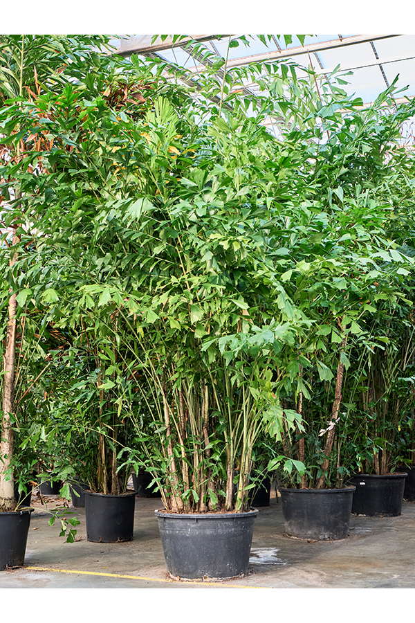 Caryota Mitis
