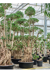 Fikus Microcarpa Compacta
