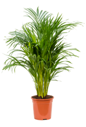 Dypsis (Areca) Lutescens