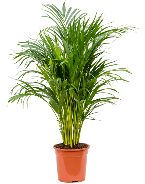 Dypsis
