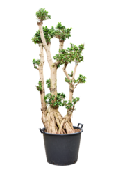 Ficus Microcarpa Compacta