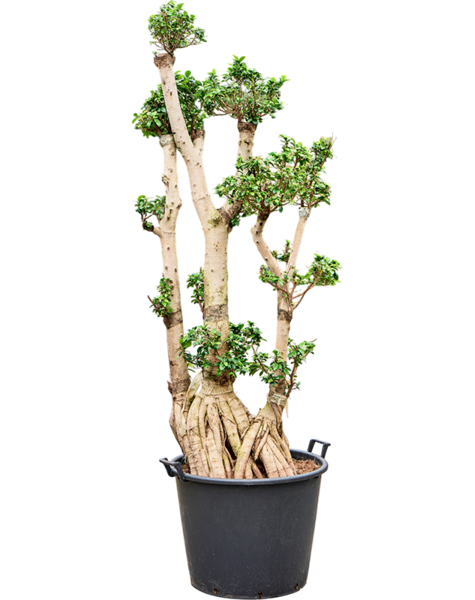 Ficus