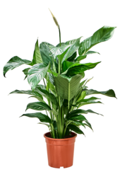 Spathiphyllum Sweet Lauretta
