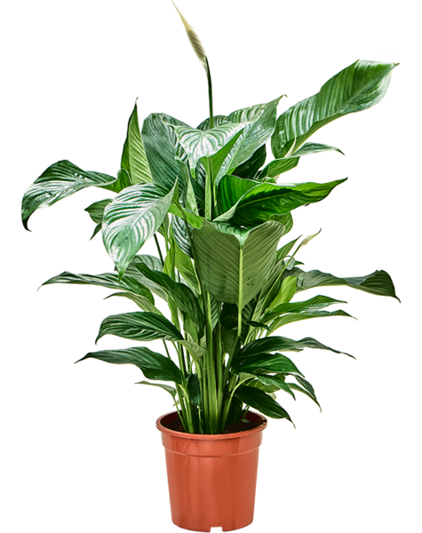 Spathiphyllum