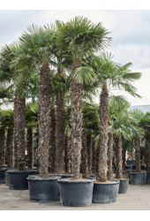 Trachycarpus Fortunei (520-560)