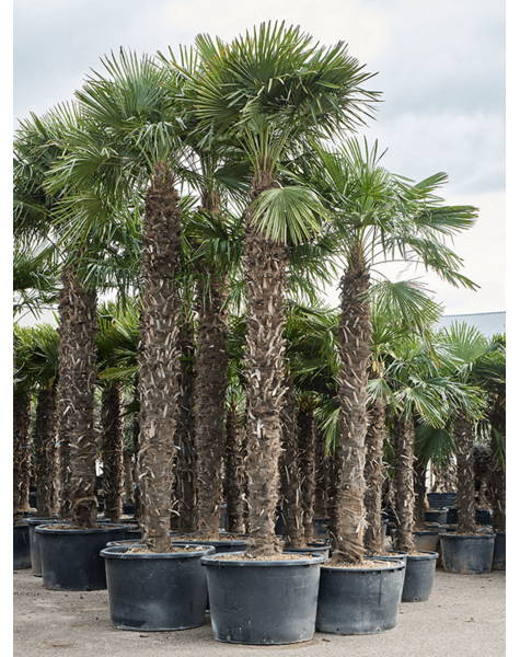 Trachycarpus