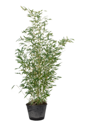 Phyllostachys Bissetii