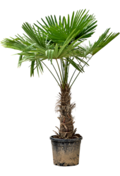 Trachycarpus Fortunei (180-200)