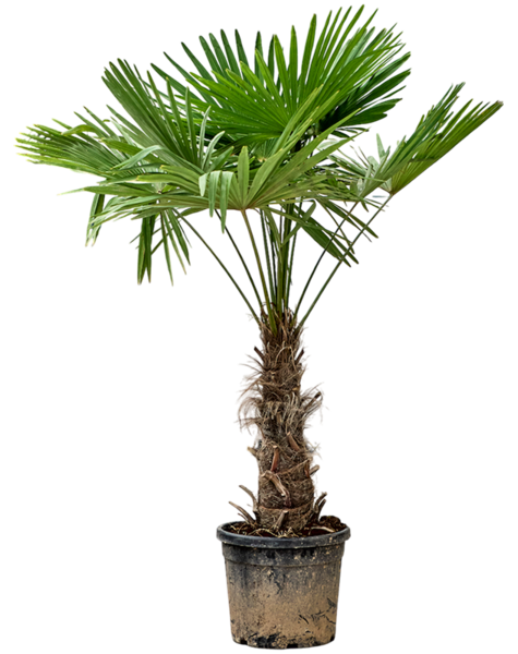 Trachycarpus