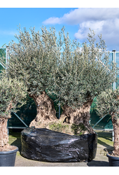 Olea Europaea (280-340)