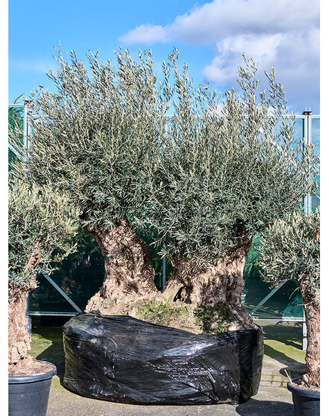 Olea