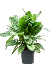 Aglaonema Paski