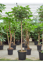 Szeflera Arboricola Compacta