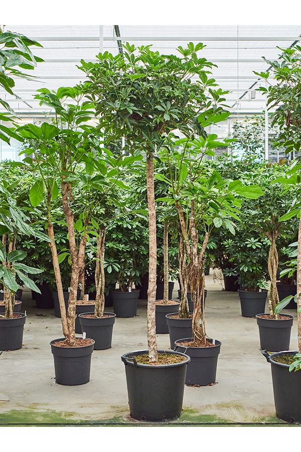 Szeflera Arboricola Compacta