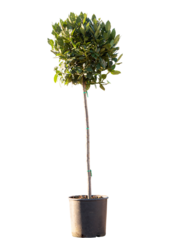 Laurus Nobilis
